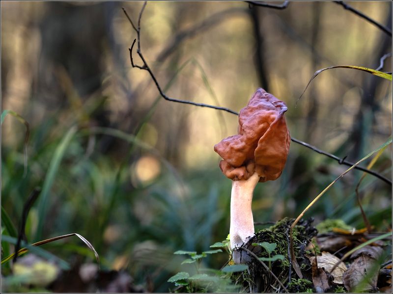 Про грибыphoto preview