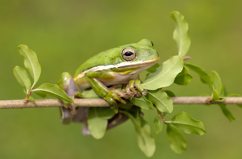 макро, квакша, лягушка, frog,  macro, земноводные Квакша. Frog. Зеленая североамериканская Квакшаphoto preview