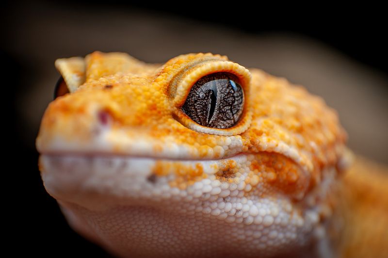 Tangerine Leopard Geckophoto preview