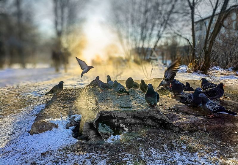 фото превью