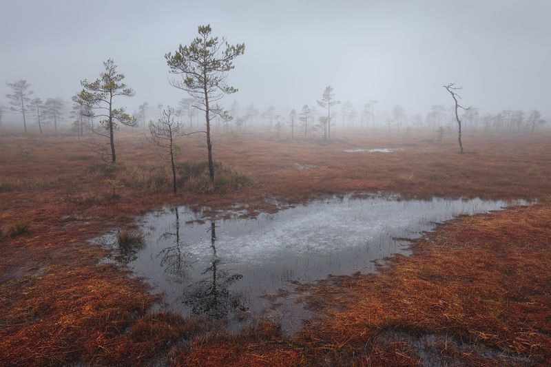 болото,пейзаж,туман,озеро photo preview