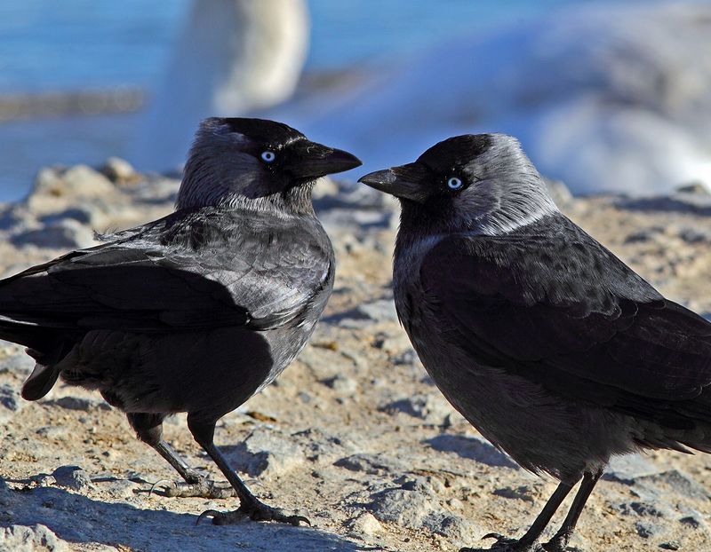 Шоу двойниковphoto preview
