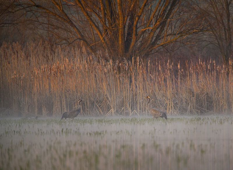 far behind the house...photo preview