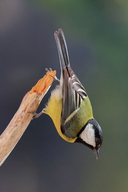 Акробаты небаphoto preview