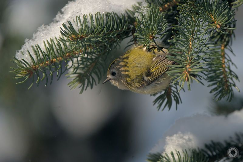 birds, animals, птицы, животные, птица, королек Желтоголо́вый королёк (лат. Regulus regulus)photo preview