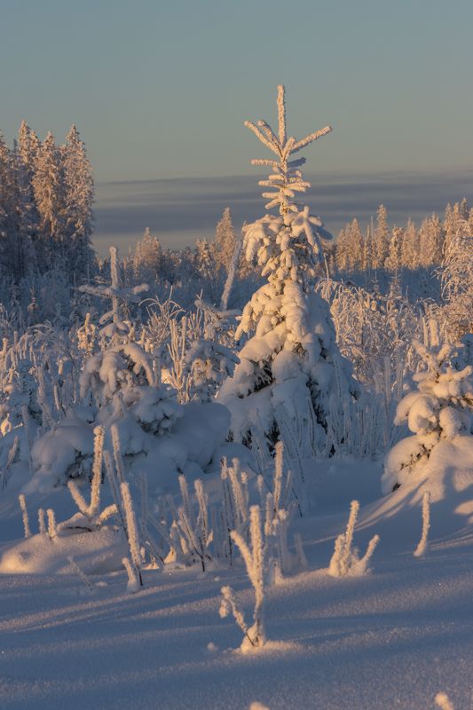 зима, снег, иней, солнце, елка Короткий сиреневый деньphoto preview
