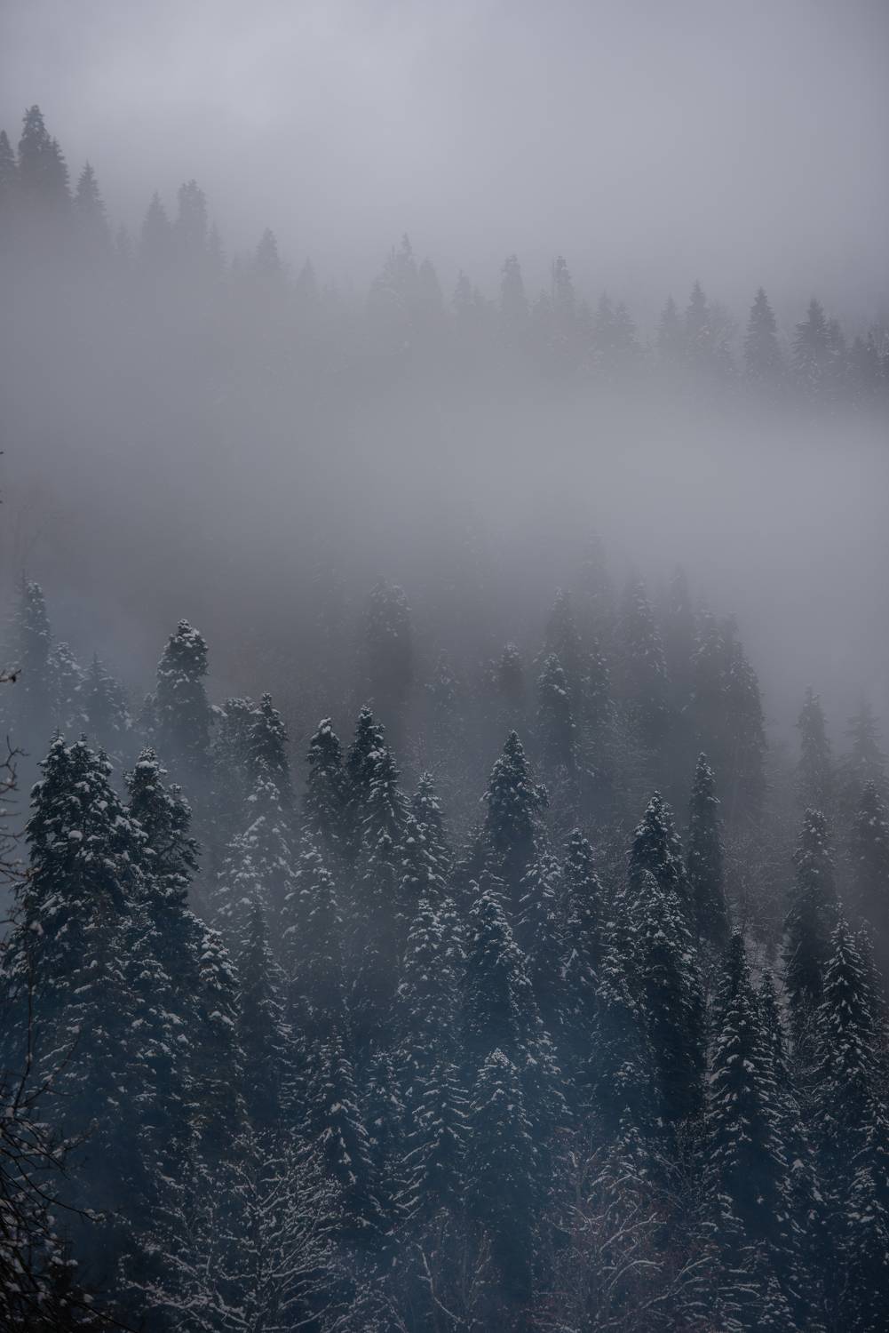 , Дмитрий Величко