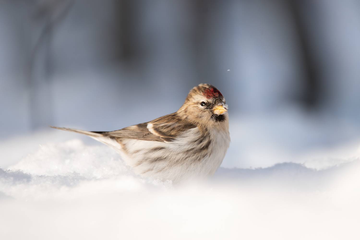 Обыкновенная чечётка, Acanthis flammea, Январь 2024. Автор: Митин Дмитрий , Митин Дмитрий