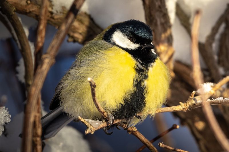 синица, зима photo preview