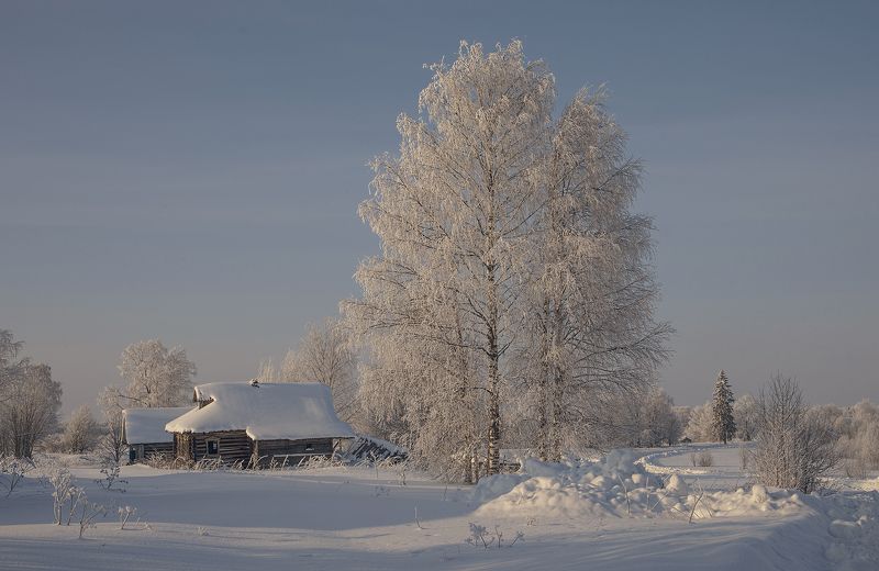 белые березыphoto preview