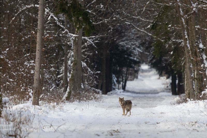 ssaki,wilk,przyroda,wolf,fauna,fotografia Wilkphoto preview