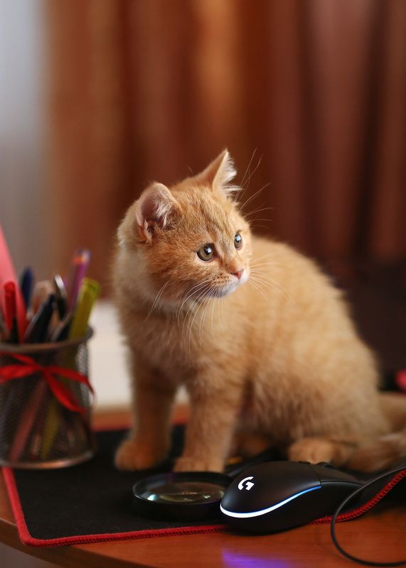 котенок,ирина горюкина,беларусь Рождественскоеphoto preview