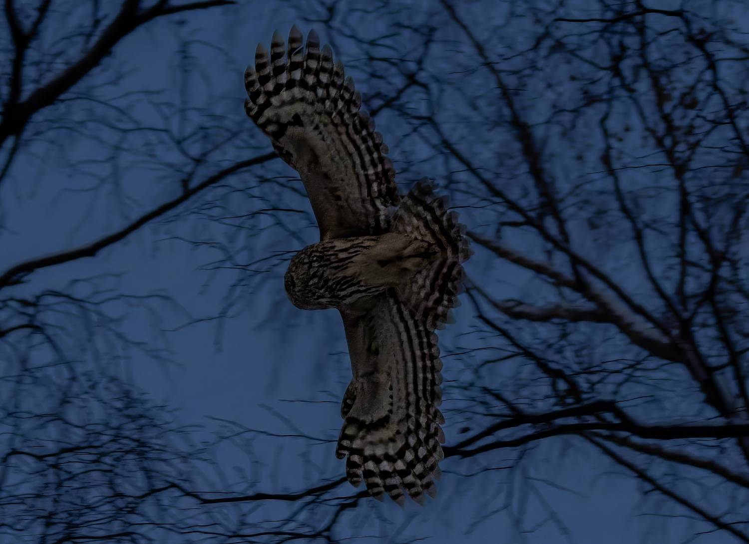 сова полет сумерки лес, Светлана Холодняк