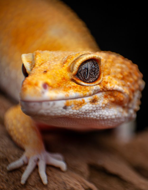 Tangerine Leopard Geckophoto preview
