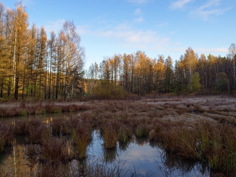 пейзаж, осень, лес, болото, небо, облака Октябрьphoto preview