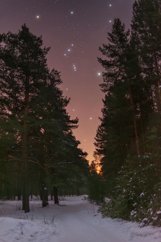 орион, сибирь, ночь, красноярский край, хакасия, сосны, звезды, night, siberia, stars, orion, starry night Январский Орионphoto preview