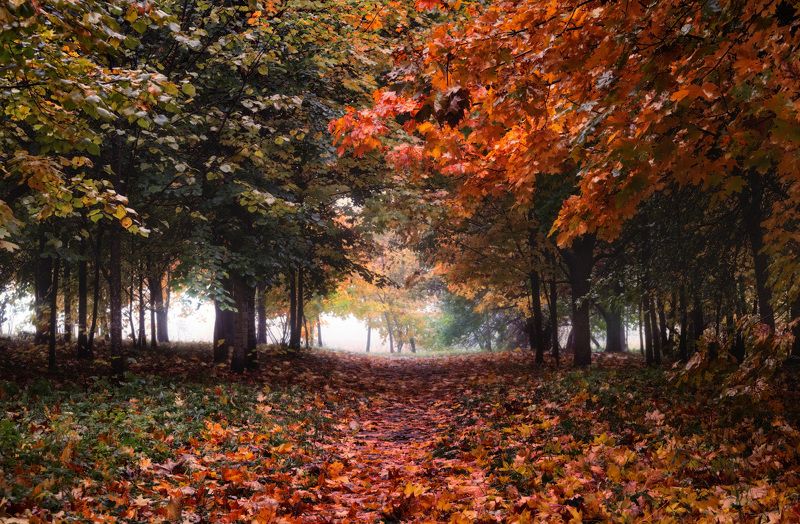 утро , осень, деревья, Рыжая осеньphoto preview