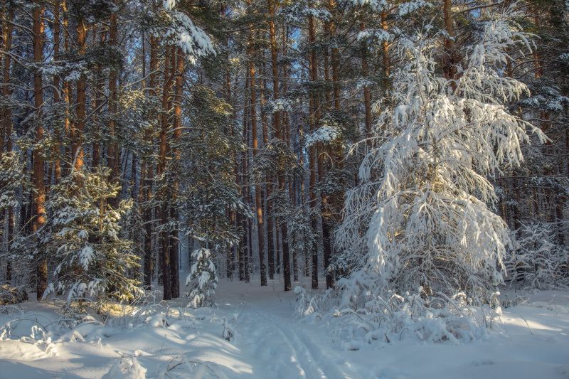 январь лес мороз серково Принарядилась.photo preview