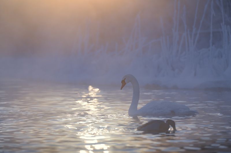 псковская область, изборск, зима, лебеди, рассвет, рождество, мороз, -30 Перезимуемphoto preview