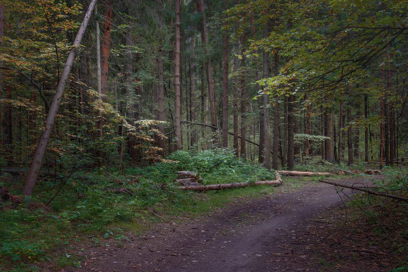 лес, деревья, листва, осень На лесной осенней дорожкеphoto preview
