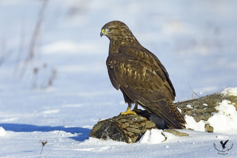 канюк Мороз и солнце ... фото превью