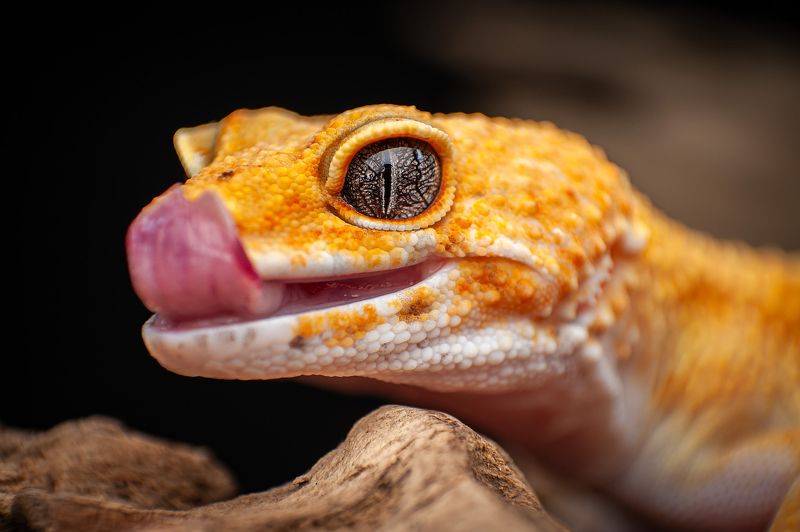 Tangerine Leopard Geckophoto preview