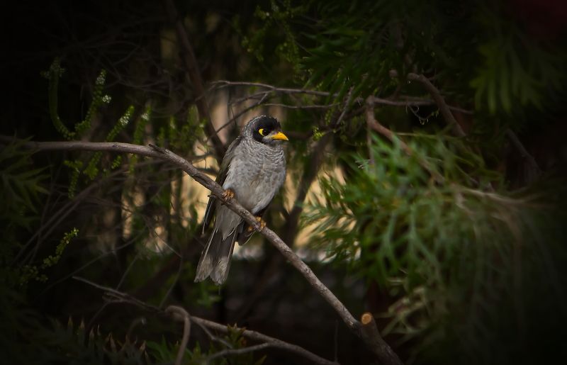 Черношапочная манорина Australia Bird Черношапочная манорина фото превью