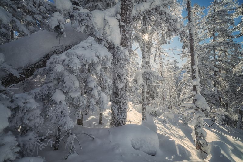 россия приморский край приморье фототур приморье  приморье2024 гора восхождение снег елки зима Восхождение на Изюбринуюphoto preview