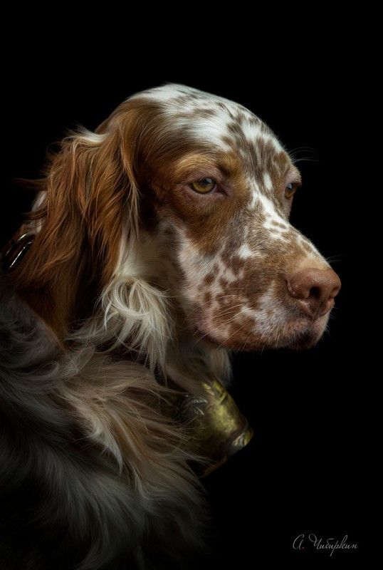 английский, сеттер, охота, портрет, студийны Английский сеттер. Домашний портрет.photo preview