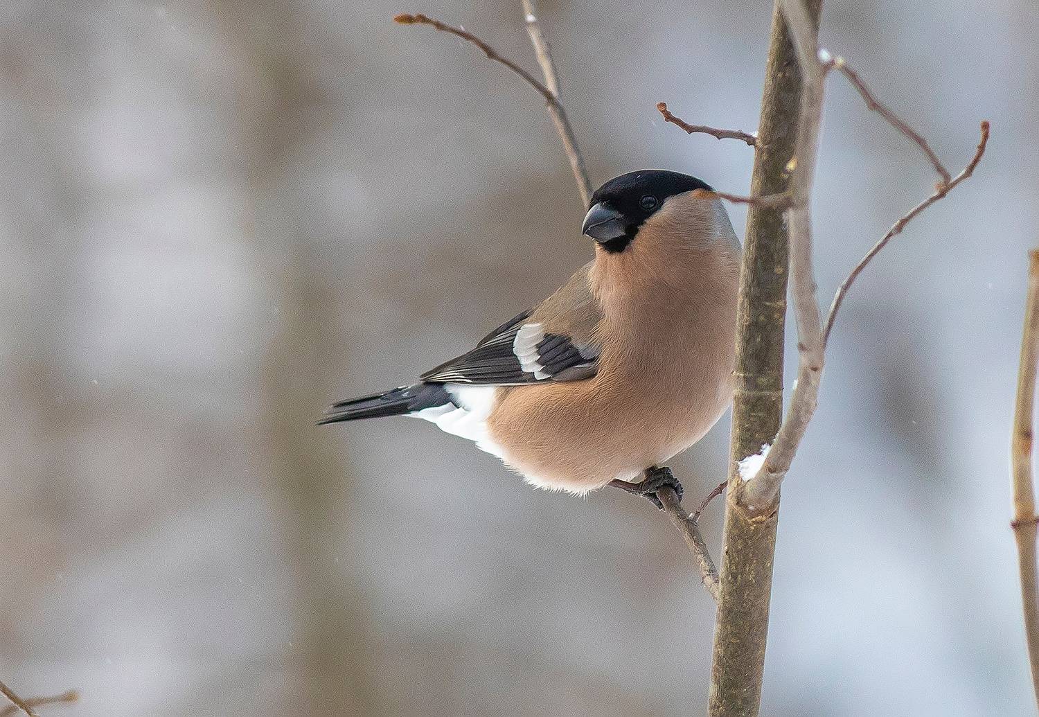 Снегарка. Автор: Широких Александр снегири, самка, зима, лес, мороз, Широких Александр