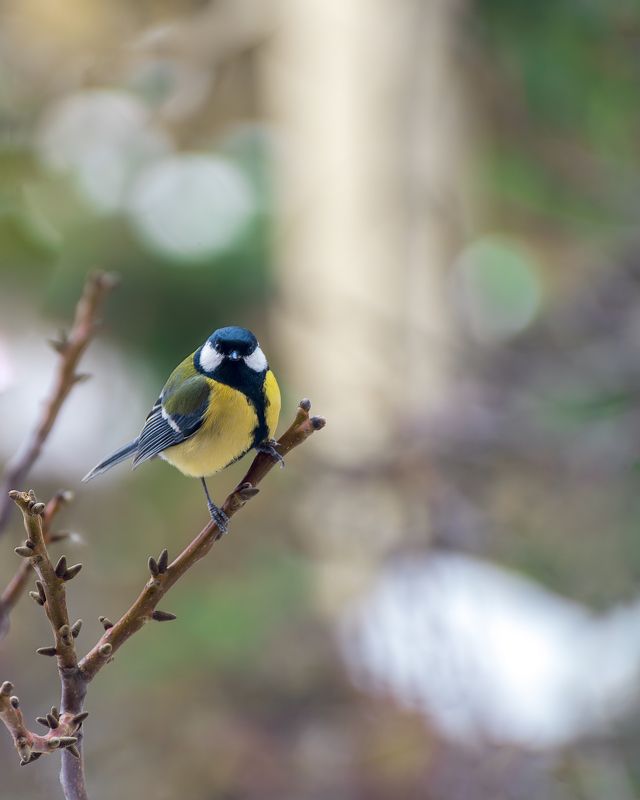 большая синица. Зима фото превью