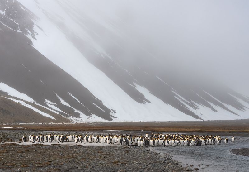 south georgia, king penguins Туманphoto preview