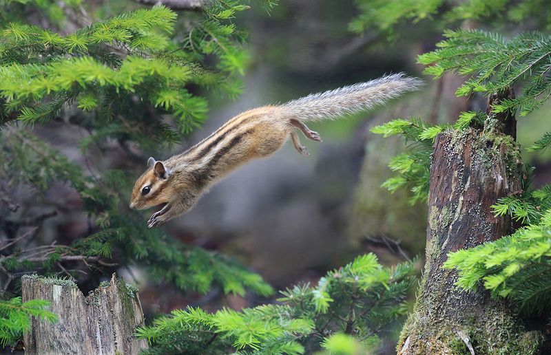 бурундук, тайга полёты наяву, а не во снеphoto preview