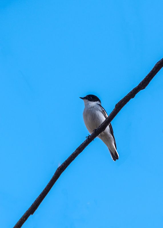 мухоловка-белошейка Мухоловка-белошейка фото превью