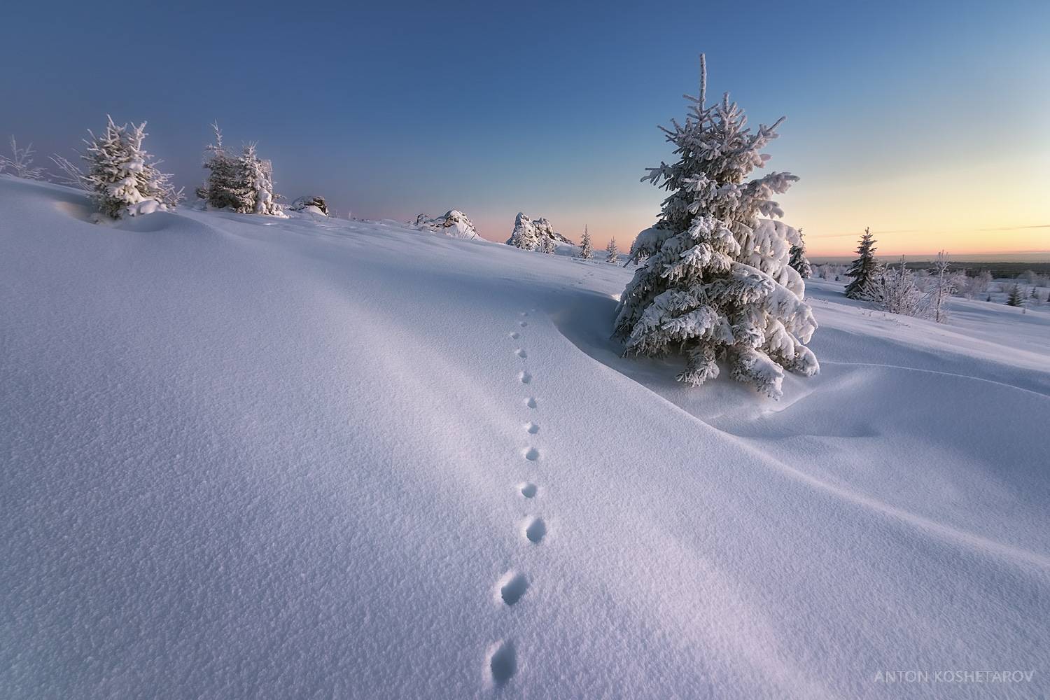 , Антон Кошетаров