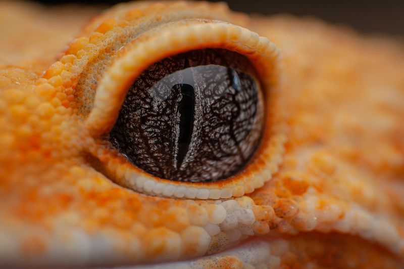 Tangerine Leopard Geckophoto preview