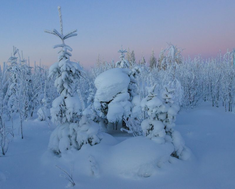 мороз зима снег иней лес вечер Мороз укутал ёлочкуphoto preview