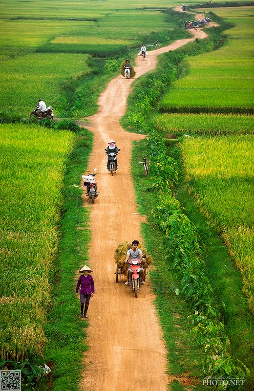 quanphoto, rural, countryside, farmers, road, harvest, rice, vietnam Rural Lifestyle in Vietnamphoto preview
