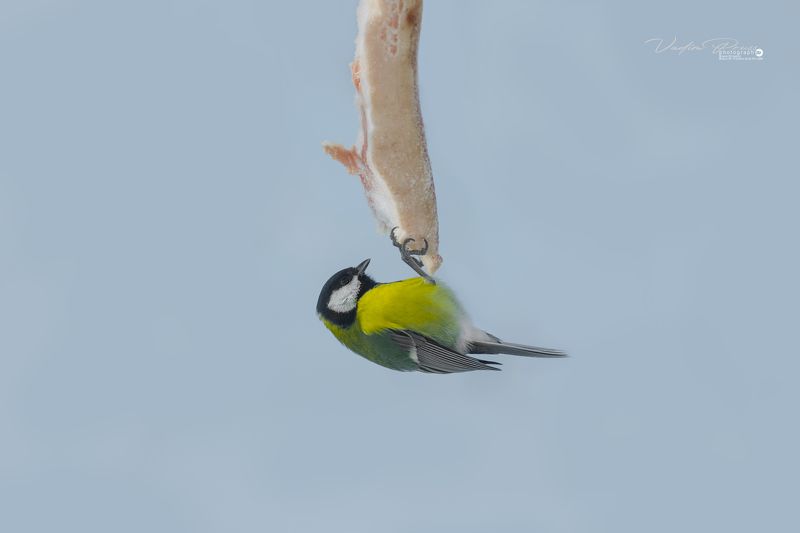 синица, птица, животные, фауна, питание, зима, фотография, Свирин Вадим, пернатый, подвешенный, Европа, tit, bird, animals, fauna, food, winter, photography, Svirin Vadim, feathered, suspended, Europe Синица.photo preview