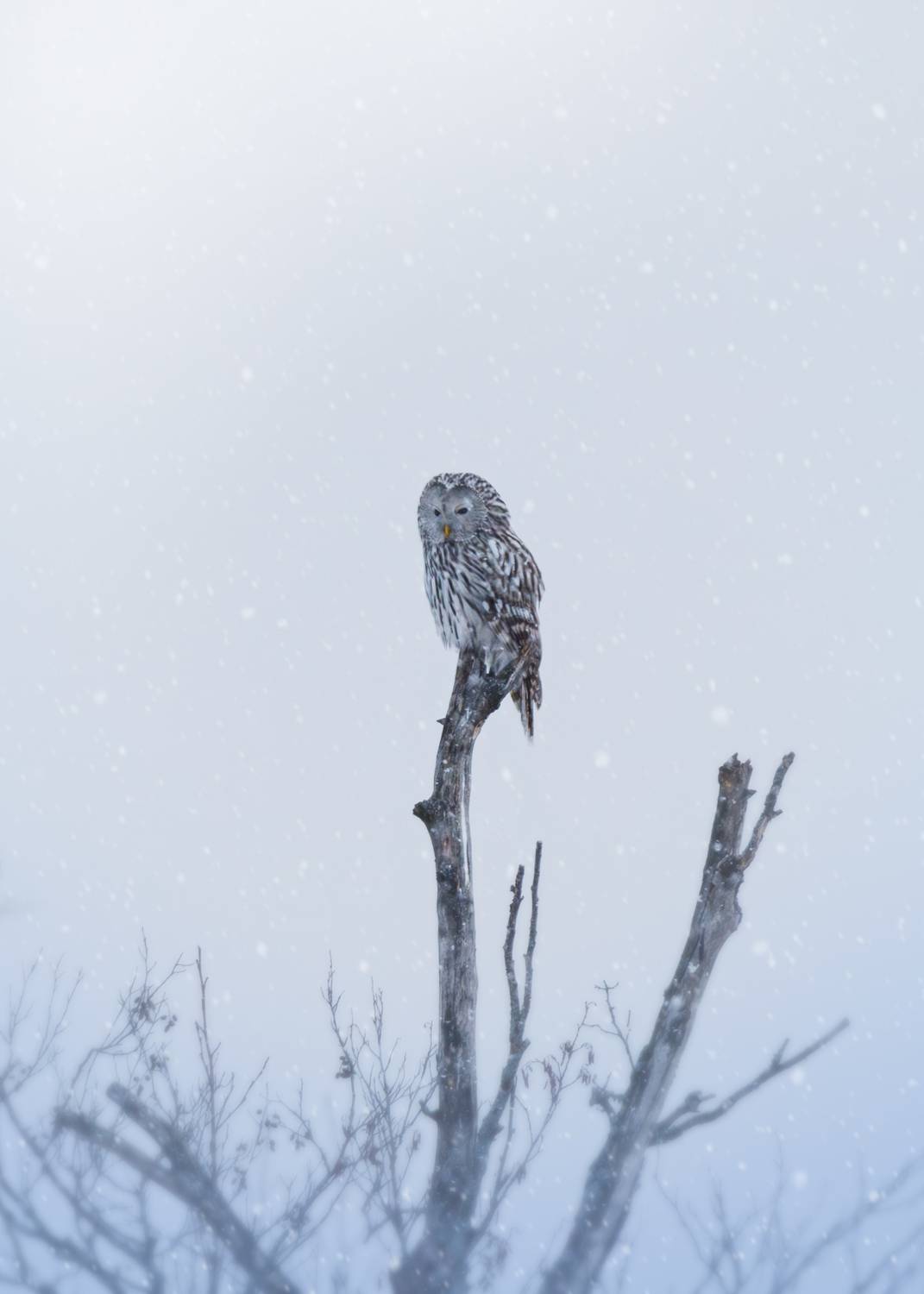 , Гильманов Артур