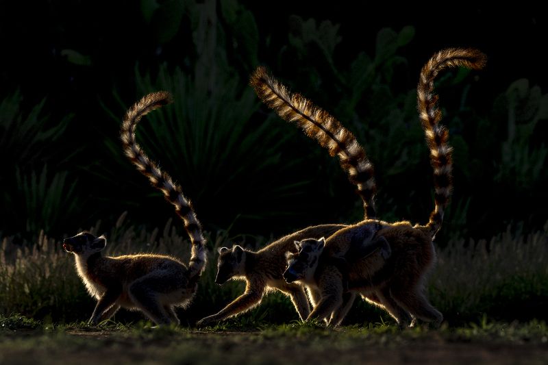 о.мадагаскар кошачие лемуру Кольцехвостыеphoto preview