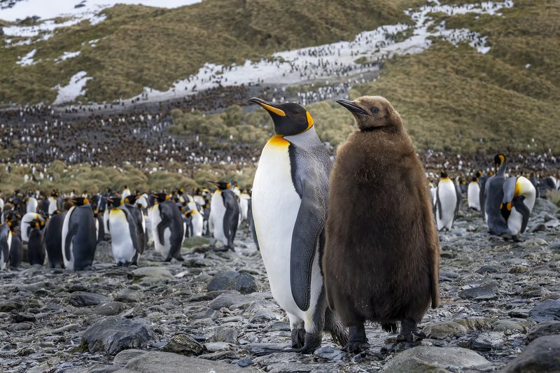 южная джоржия. королевские пингвины Мать и дитяphoto preview