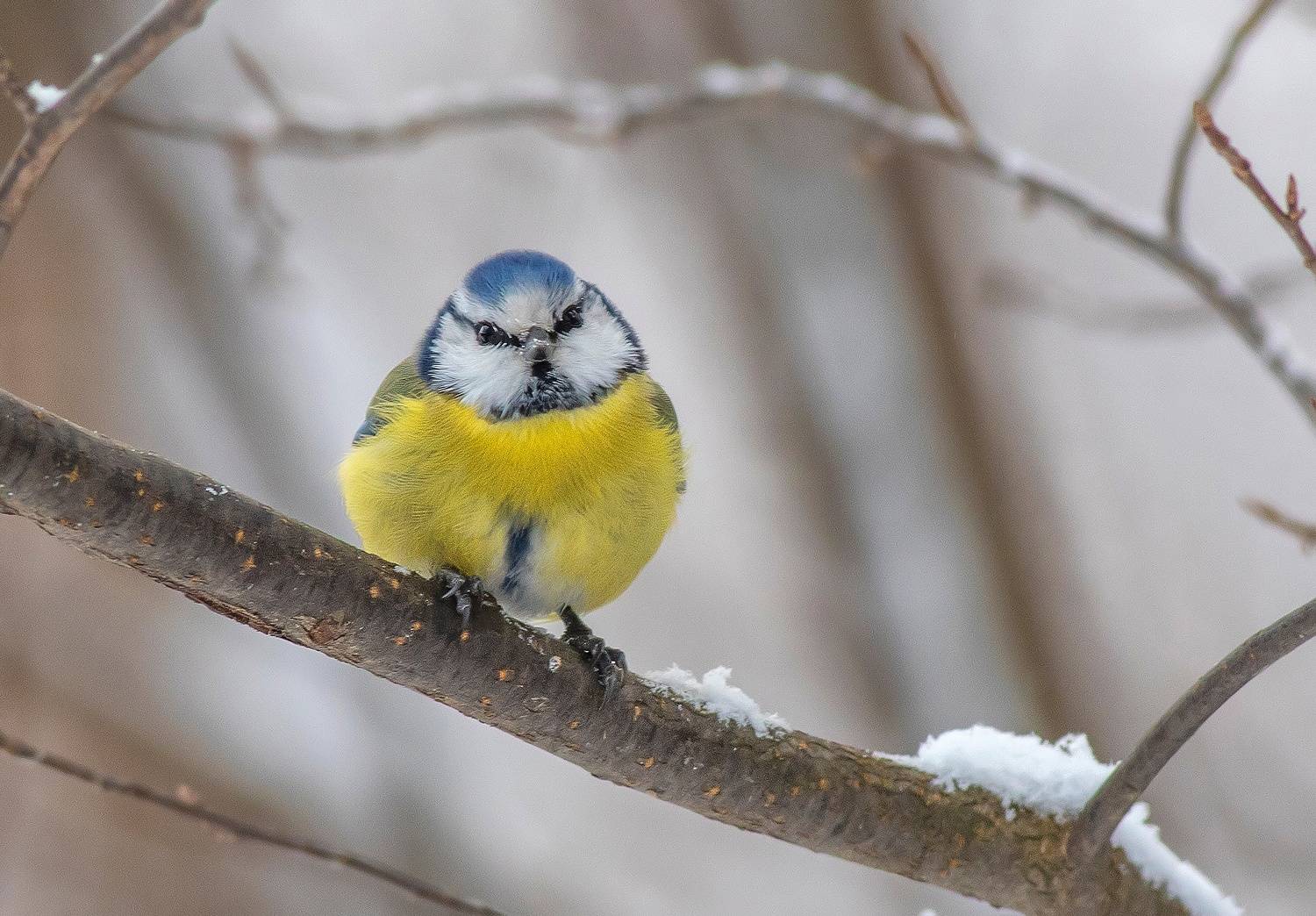 птицы, зима, лазоревка, синицы, лес, мороз, Широких Александр