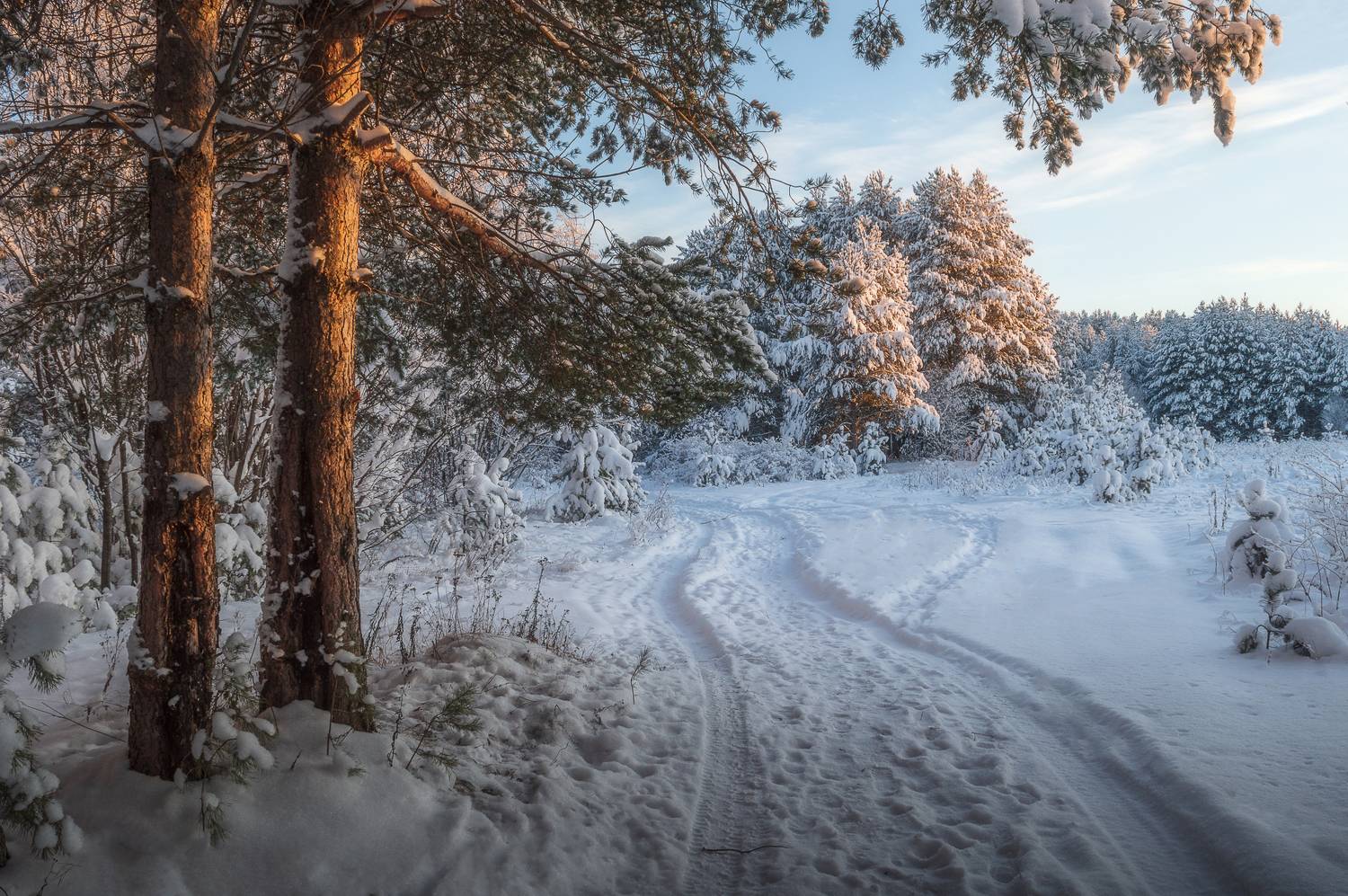 пейзаж, природа, зима, снег, лес, Mysov Ivan