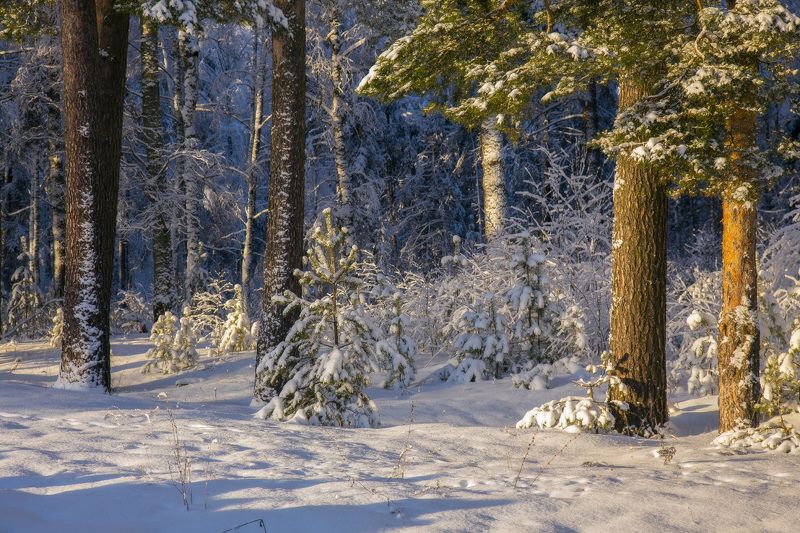 январь лес утро серково Утренний лес.photo preview