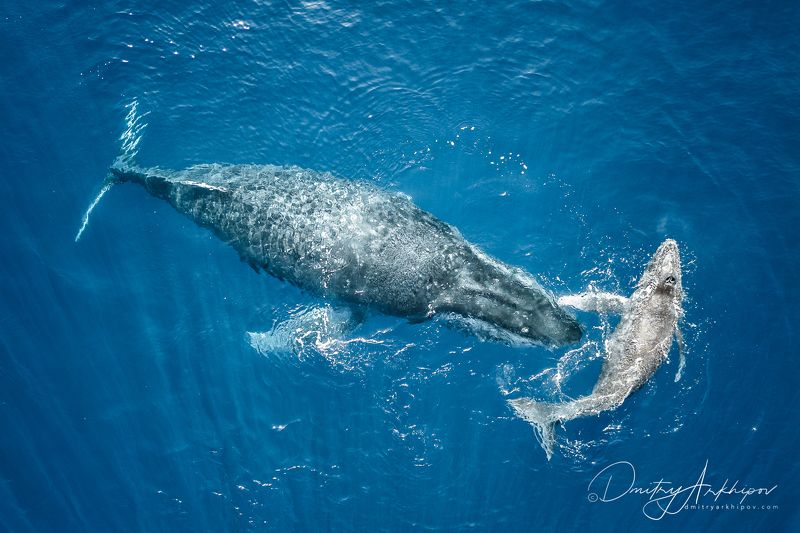 Горбатые китыphoto preview