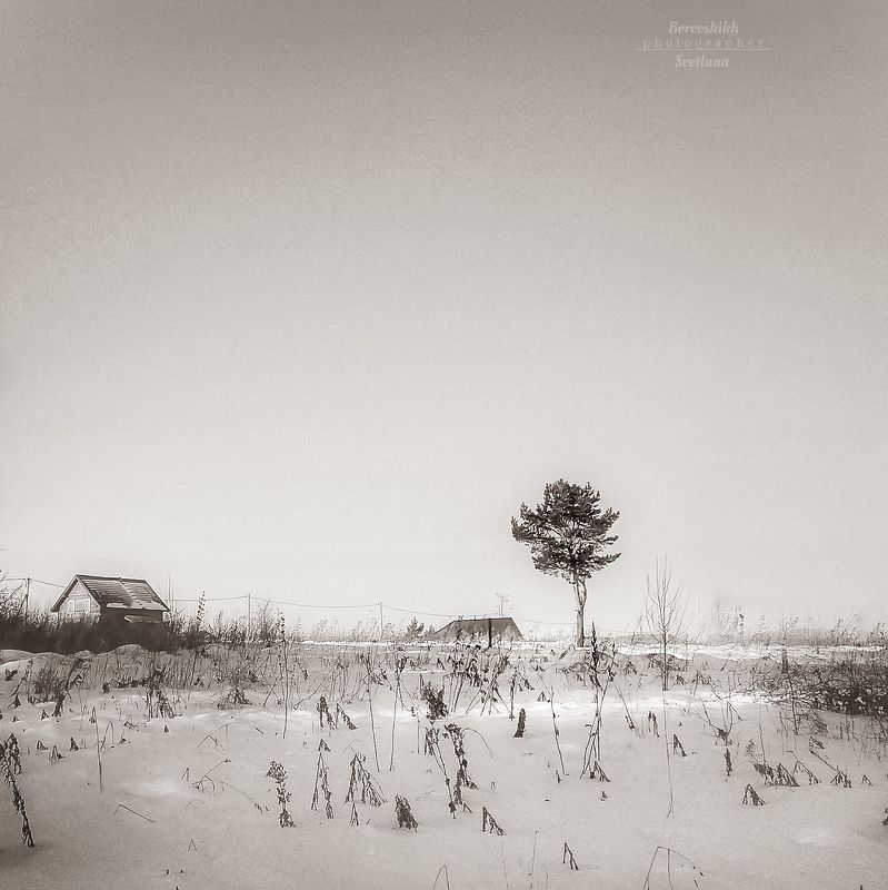 пейзаж, природа, снег,  сосна, чб_фото, в_стиле_кенна Одинокая сосна (из серии \