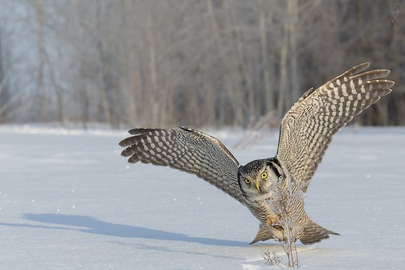 ястребиная сова Буу!photo preview