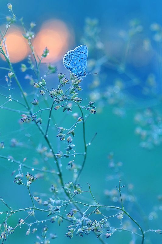 макро, природа, насекомые, бабочка, вечер, закат, боке, цветы, macro, batterfly Летний сон фото превью