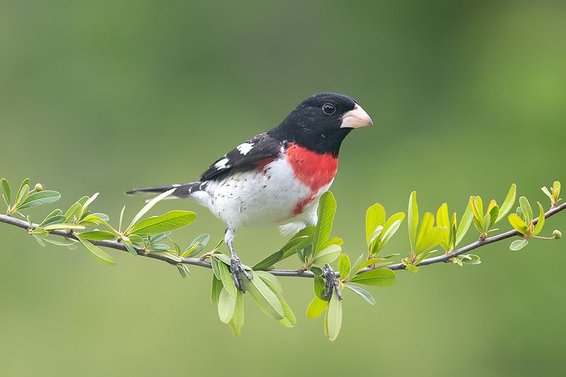 birds, красногрудый дубоносовый кардинал, rose-breasted grosbeak, indigo  индиговый овсянковый кардинал, кардинал,oriole, птицы, summer tanager, алая пиранга, весна Spring Time Birds Migration - Весенняя миграция разных видов Птиц фото превью